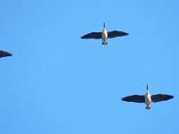 fliegende Graugans (Anser anser) 02